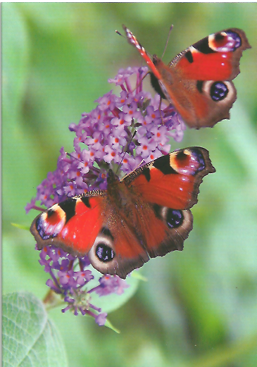 Blank Card Butterfly's